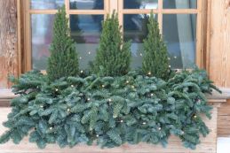 Picea conica Nobilis